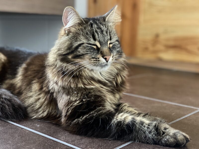 Bildschirmfoto 2025 01 10 um 13 53 54