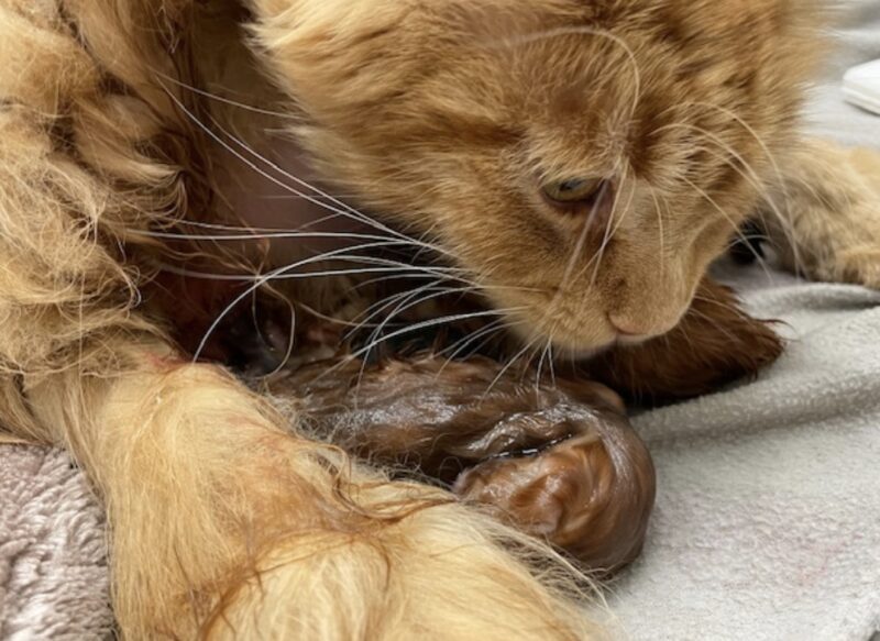 Bildschirmfoto 2025 01 16 um 08 23 16