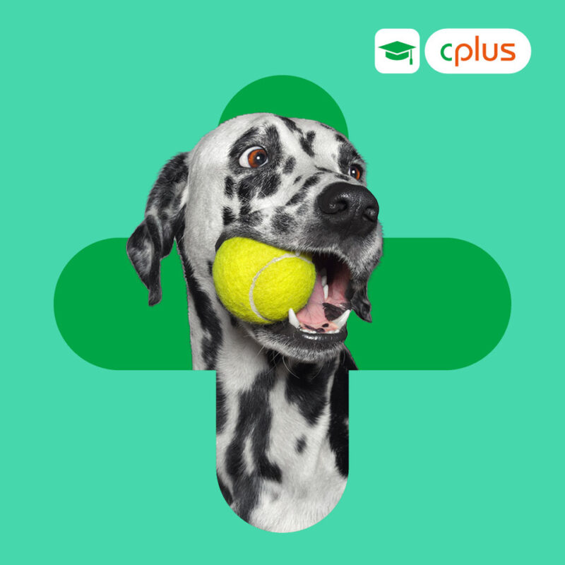 Produktbild Kleintier Dh P Schmerzmanagement RZ 2025 01 24