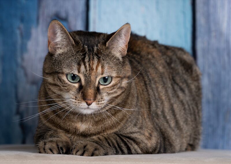 Bildschirmfoto 2025 03 24 um 12 12 48