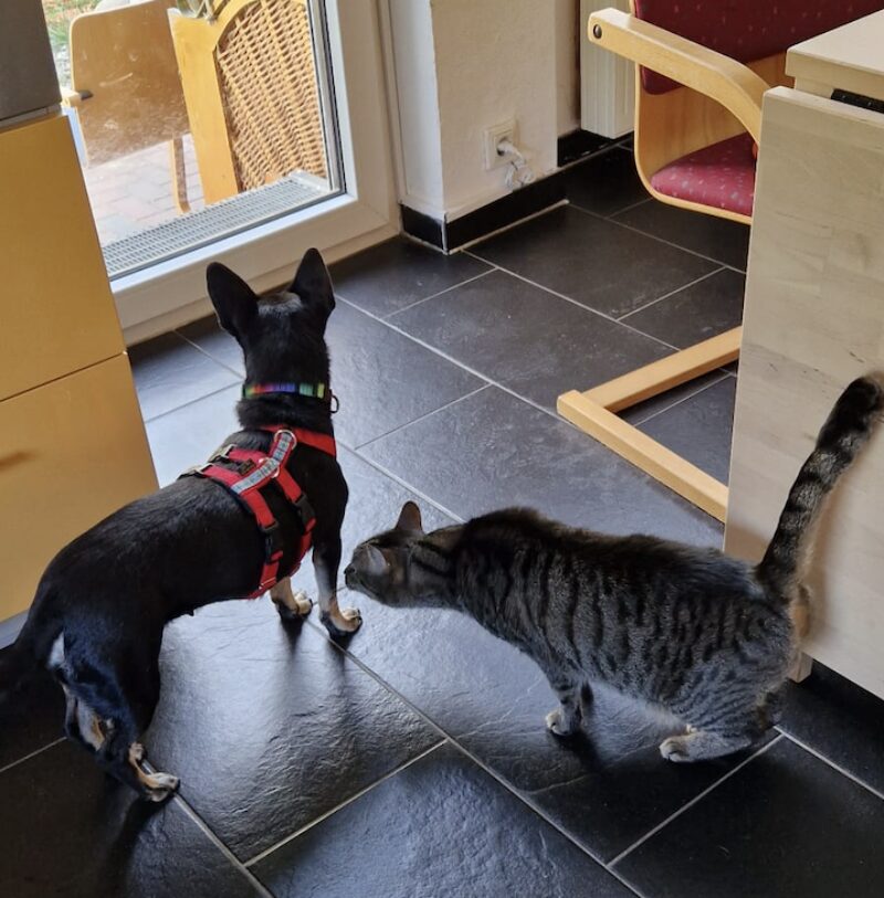 Bildschirmfoto 2025 03 24 um 15 59 02