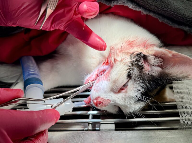 Bildschirmfoto 2025 04 21 um 16 46 14