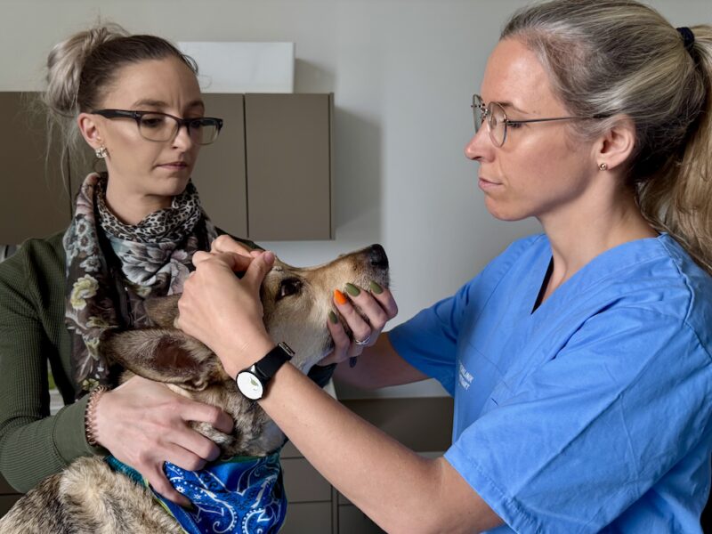 Bildschirmfoto 2025 05 20 um 18 23 15