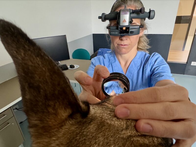 Bildschirmfoto 2025 05 20 um 18 30 15