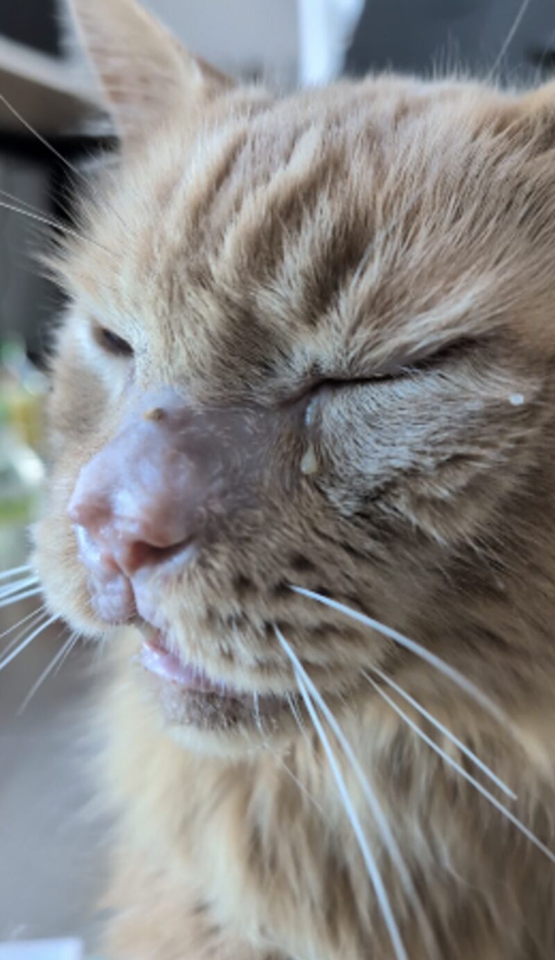 Bildschirmfoto 2025 05 22 um 12 22 42