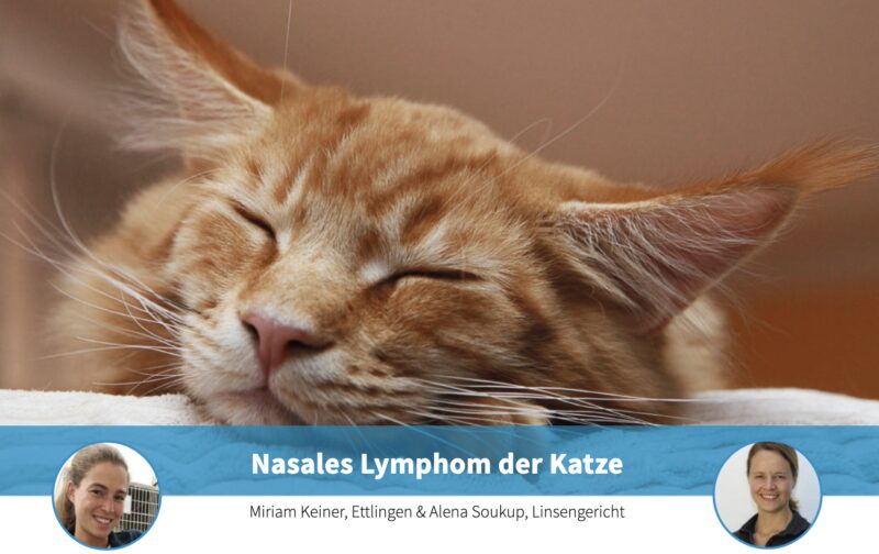 Bildschirmfoto 2025 05 30 um 12 21 43