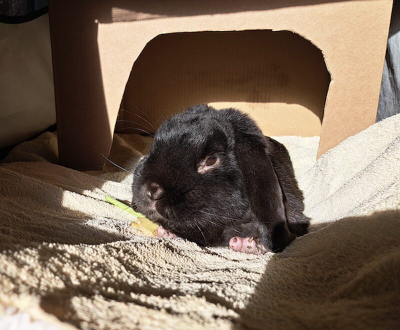 Bildschirmfoto 2025 06 10 um 11 54 12