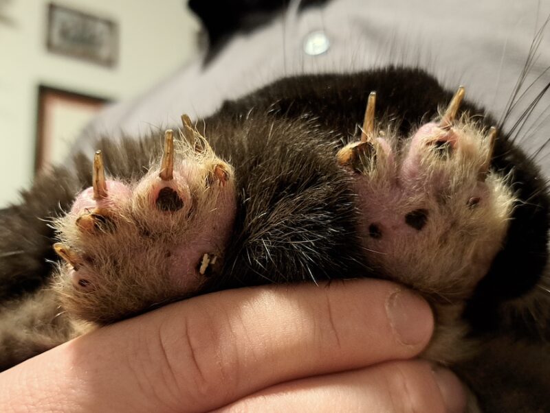 Bildschirmfoto 2025 06 10 um 11 55 16