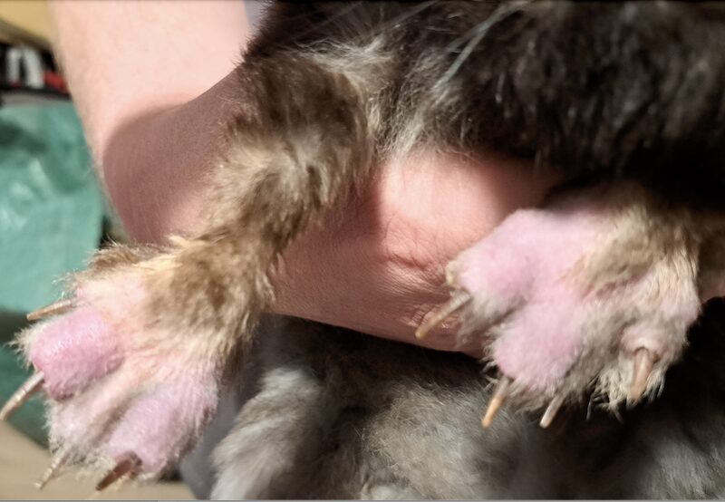 Bildschirmfoto 2025 06 10 um 11 56 12