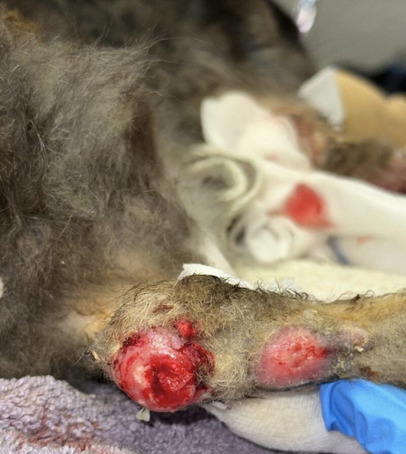 Bildschirmfoto 2025 06 10 um 11 58 16