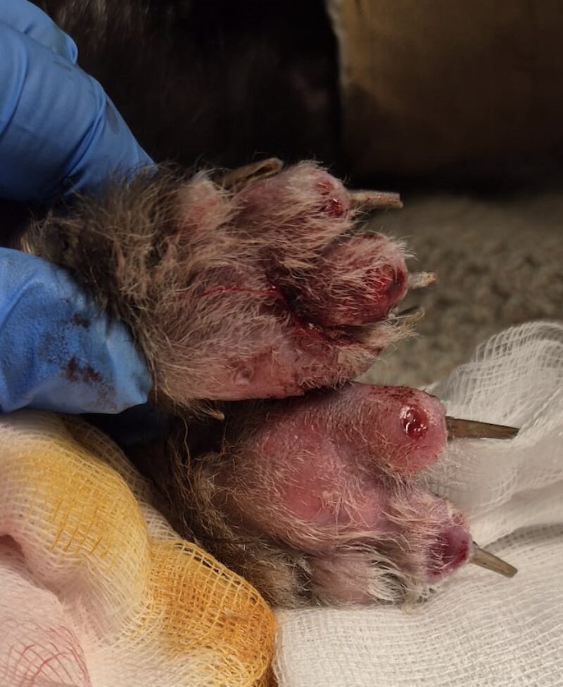 Bildschirmfoto 2025 06 10 um 11 58 56