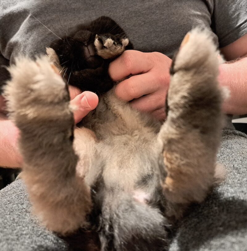 Bildschirmfoto 2025 06 10 um 12 00 15