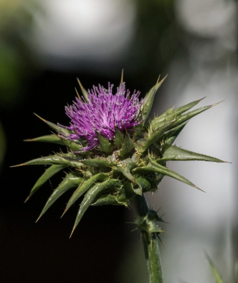 Bildschirmfoto 2025 06 20 um 11 31 57