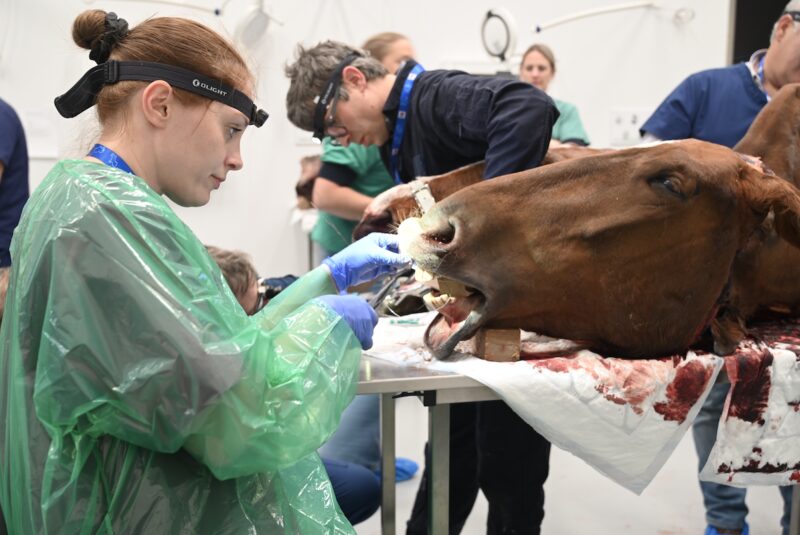 Bildschirmfoto 2025 06 24 um 11 55 36