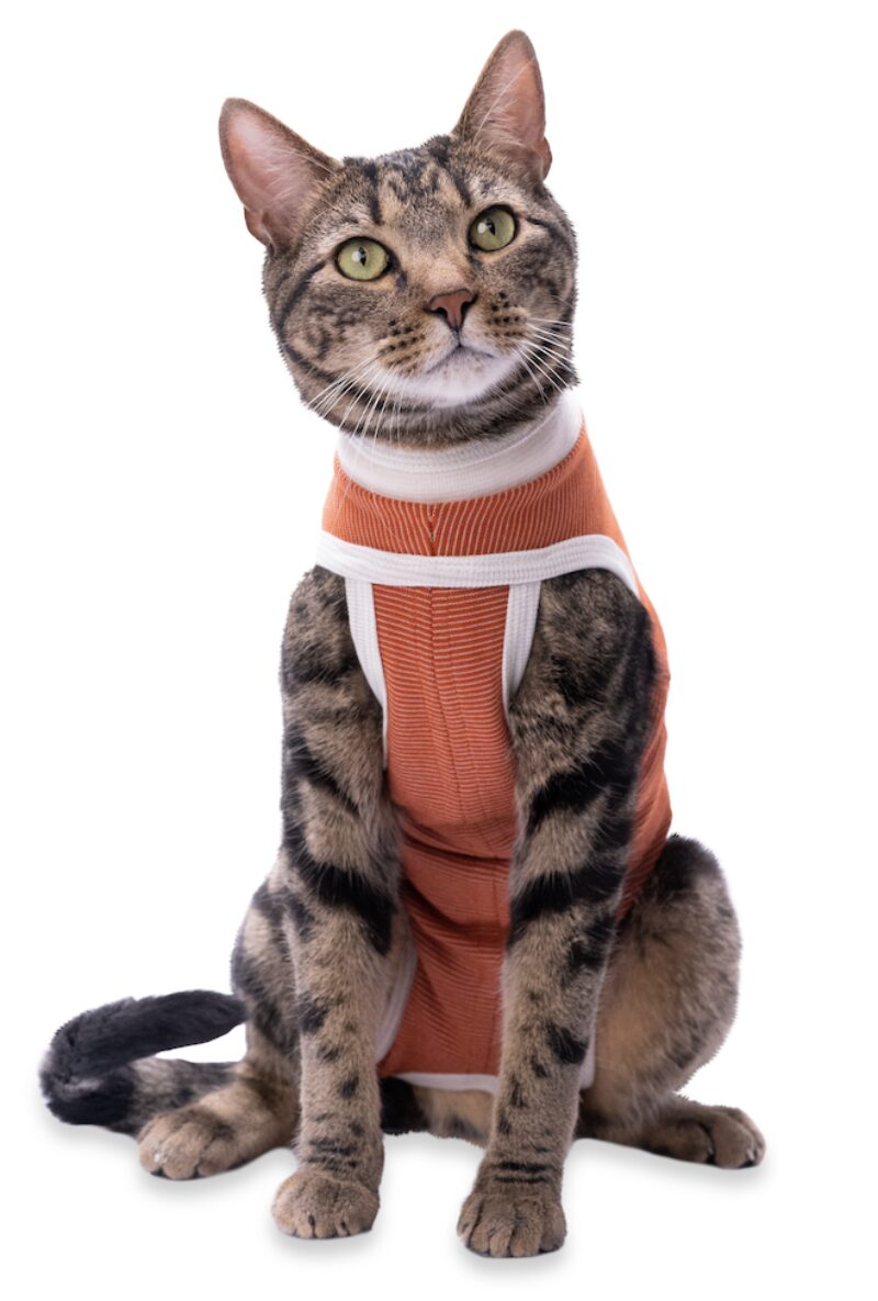 Bildschirmfoto 2025 08 04 um 11 40 24