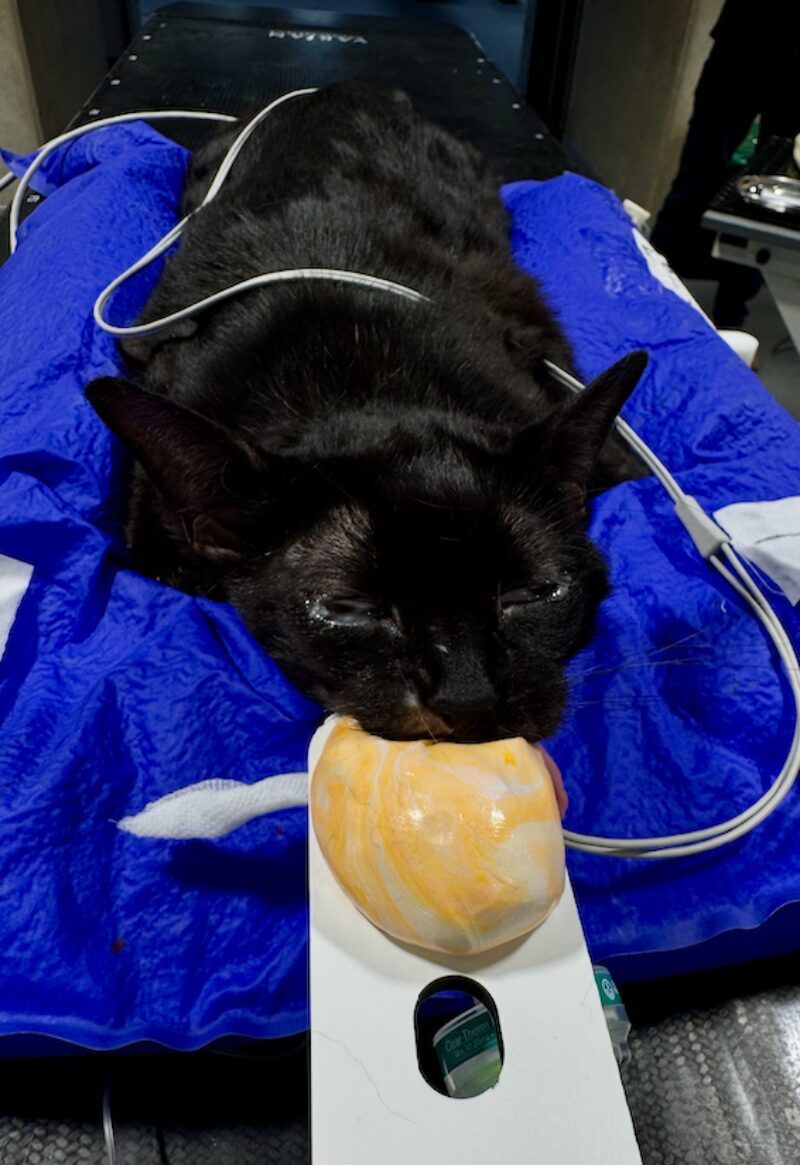 Bildschirmfoto 2025 08 12 um 17 44 51