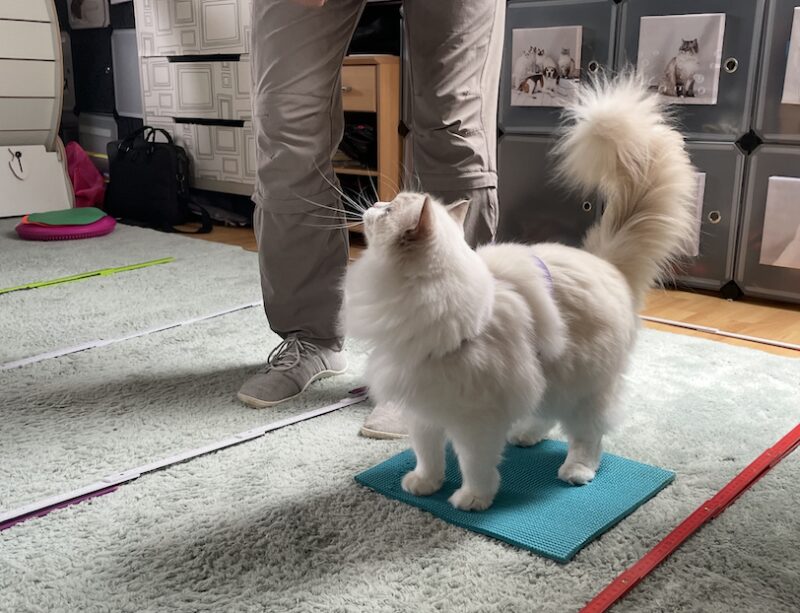 Bildschirmfoto 2025 08 18 um 10 48 10