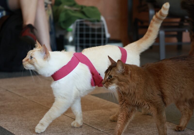 Bildschirmfoto 2025 08 18 um 10 48 26