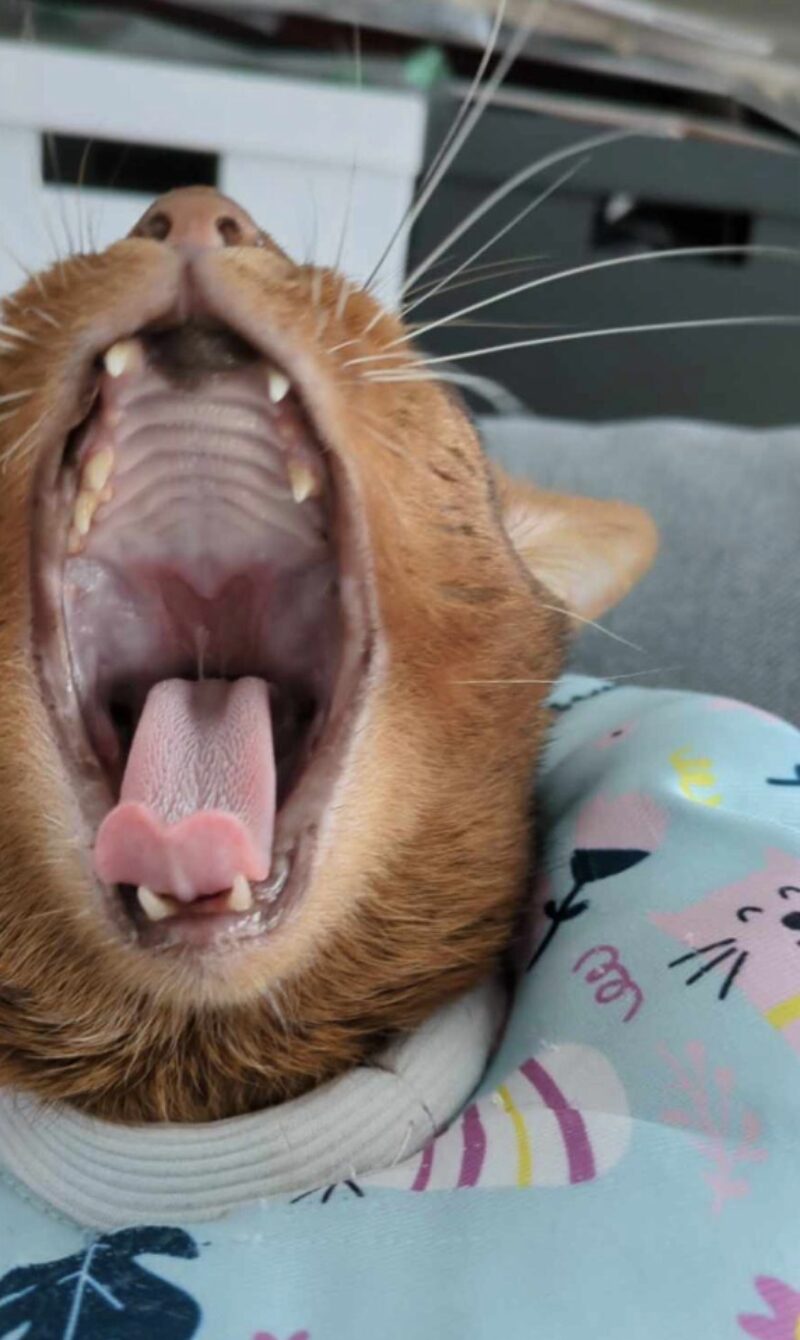 Bildschirmfoto 2025 09 14 um 18 31 48