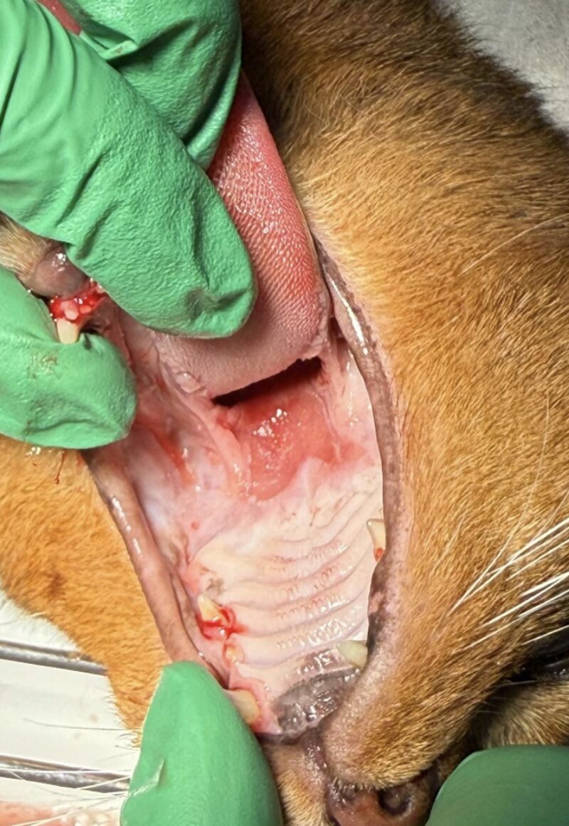 Bildschirmfoto 2025 09 14 um 18 31 40