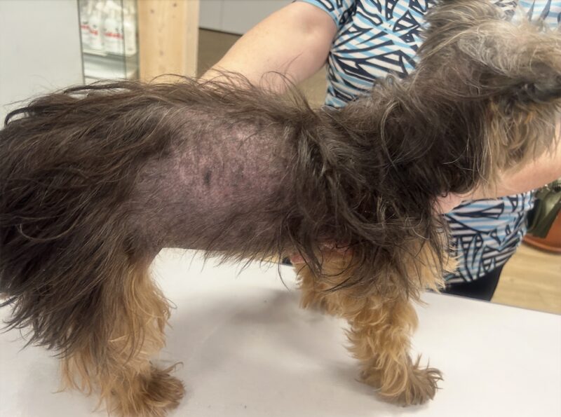 Bildschirmfoto 2025 09 21 um 08 46 56