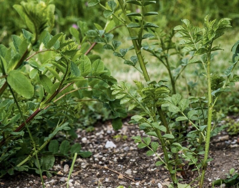 Bildschirmfoto 2025 09 22 um 13 24 21