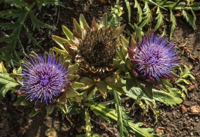 Bildschirmfoto 2025 09 22 um 13 25 40