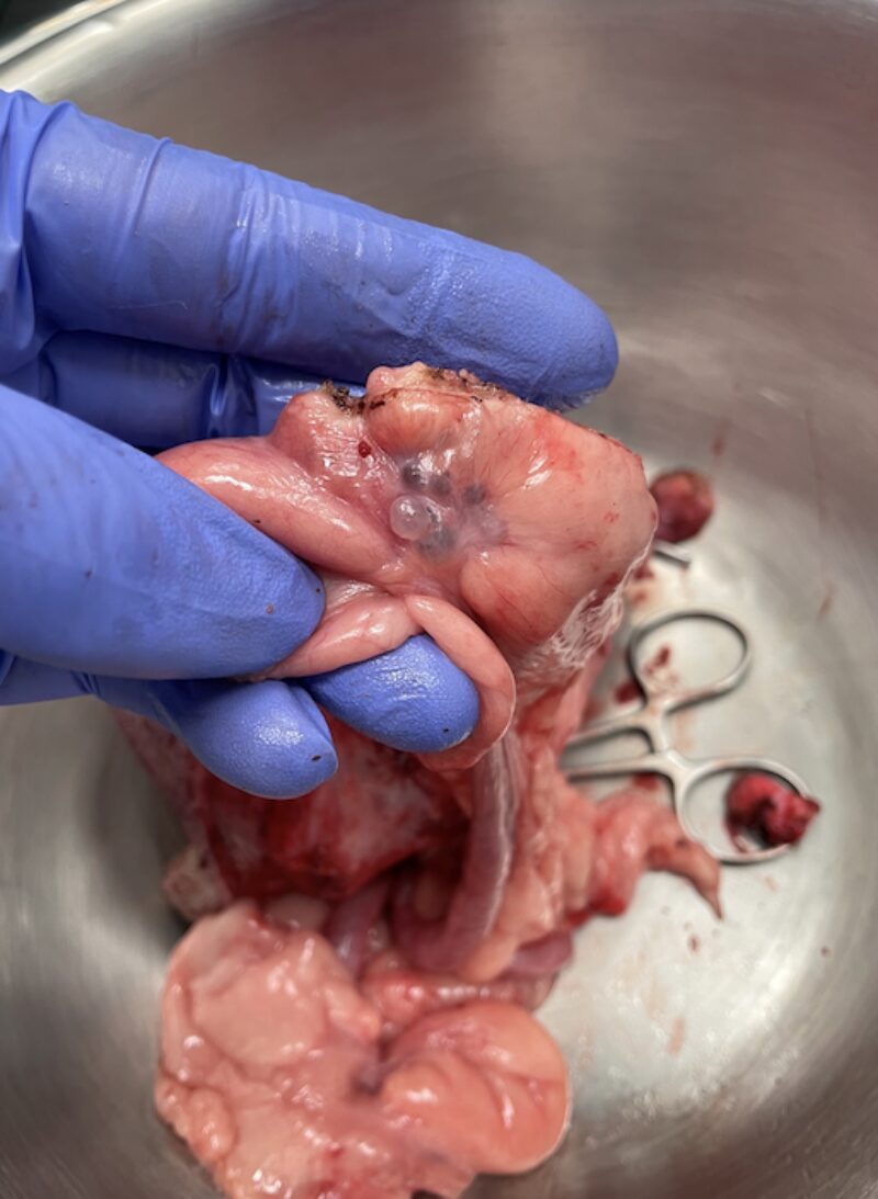 Bildschirmfoto 2025 10 01 um 13 35 35