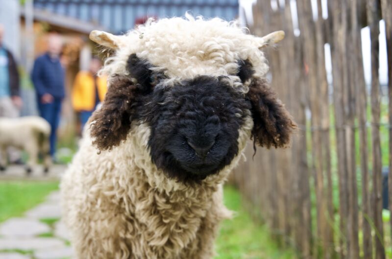 Bildschirmfoto 2025 10 16 um 16 52 13