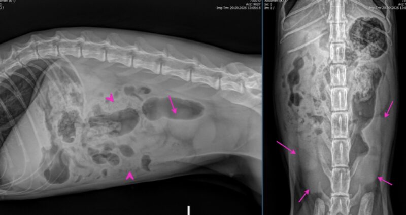 Bildschirmfoto 2025 10 25 um 18 16 40