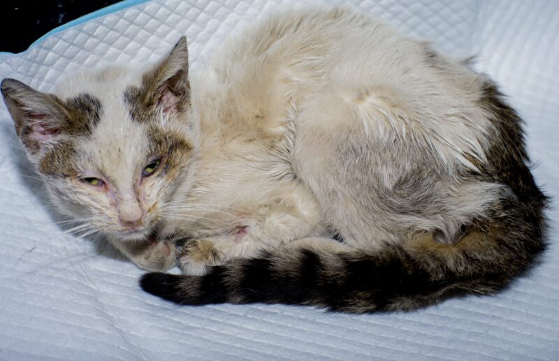 Bildschirmfoto 2026 01 05 um 14 43 49