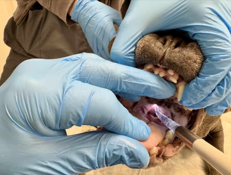 Bildschirmfoto 2026 02 08 um 16 26 00