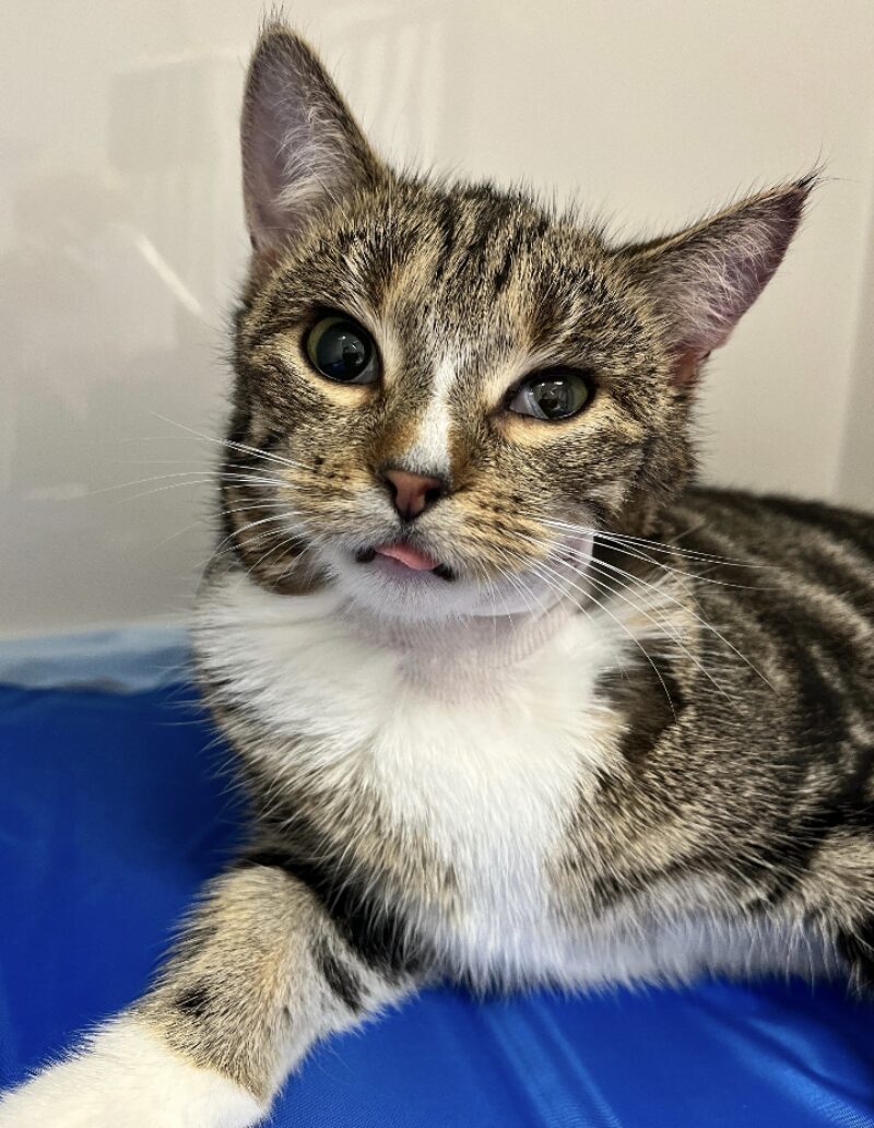 Bildschirmfoto 2026 02 17 um 10 02 15