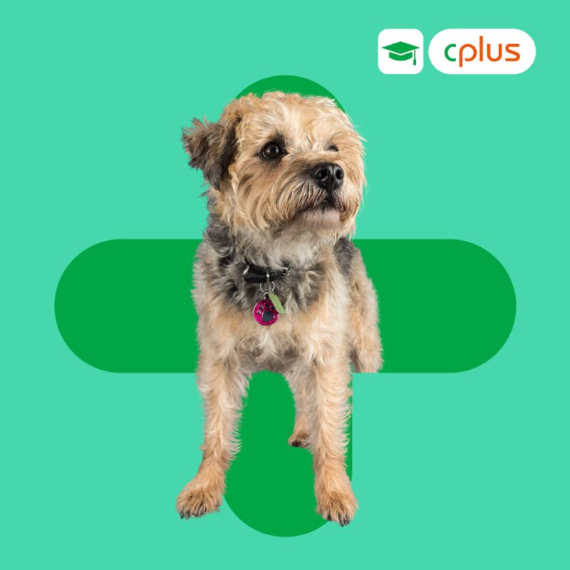 Produktbilder Kleintier Dh P Cushing