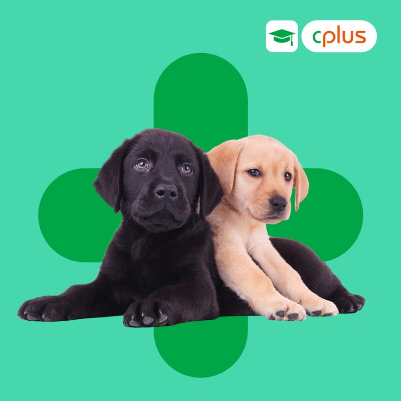 Produktbilder Kleintier Dh P Welpenerkrankungen