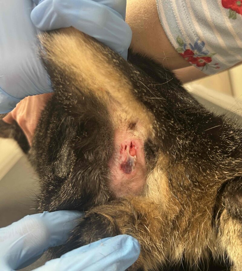 Bildschirmfoto 2026 03 10 um 16 24 07