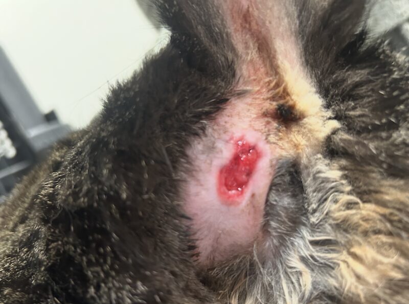 Bildschirmfoto 2026 03 10 um 16 25 30