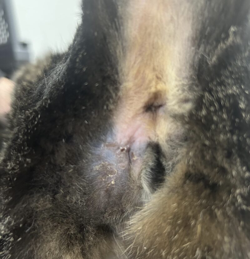 Bildschirmfoto 2026 03 10 um 16 26 38