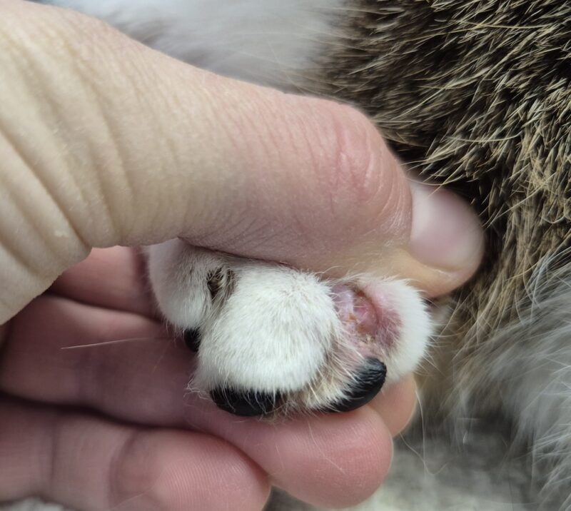 Bildschirmfoto 2026 03 10 um 16 27 51