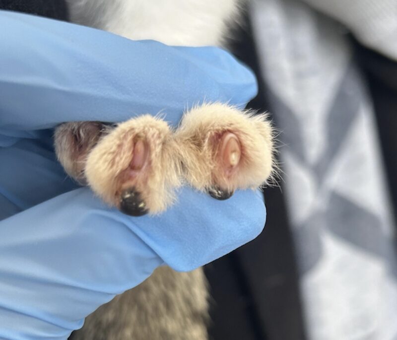 Bildschirmfoto 2026 03 10 um 16 29 13