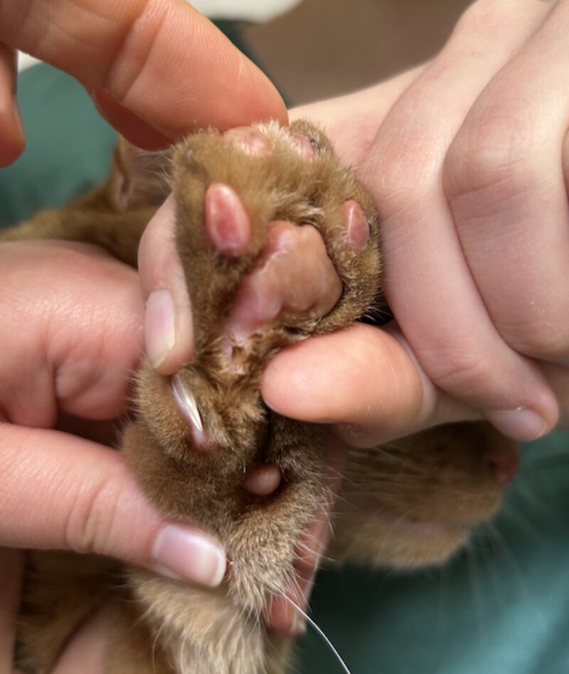 Bildschirmfoto 2026 03 10 um 16 30 03