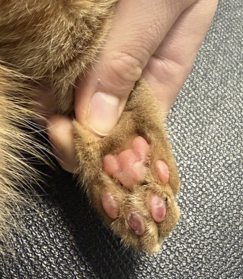 Bildschirmfoto 2026 03 10 um 16 30 12