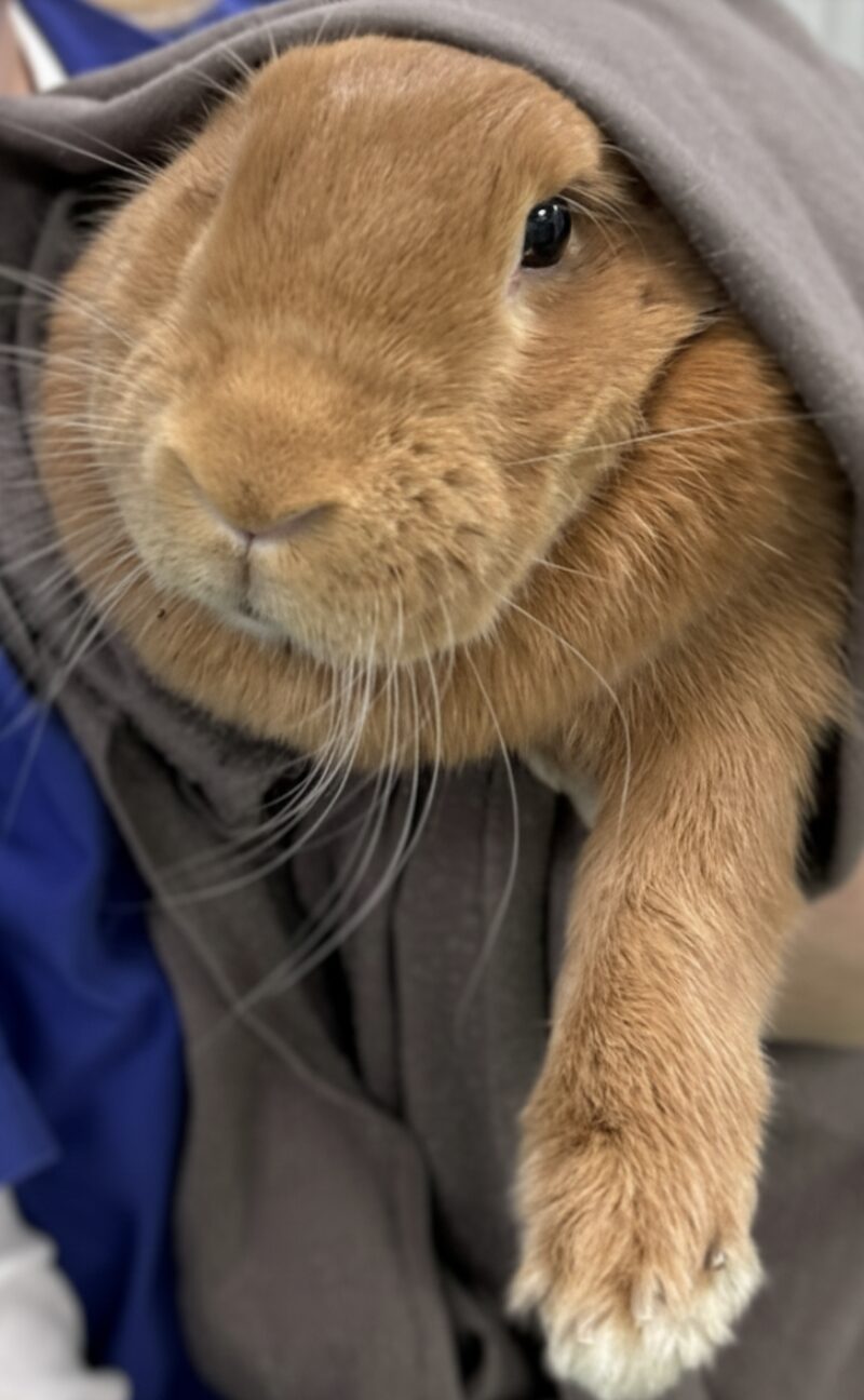 Bildschirmfoto 2026 03 15 um 17 11 42