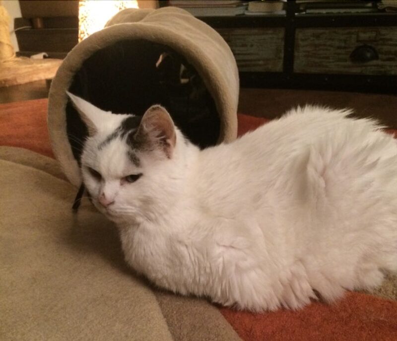 Bildschirmfoto 2026 03 20 um 17 45 59