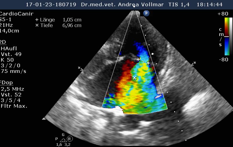 Abb 1 Beagle Farbdoppler