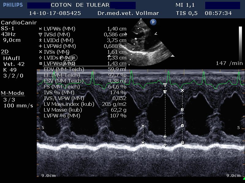 Abb 2 M mode Coton de Tulear