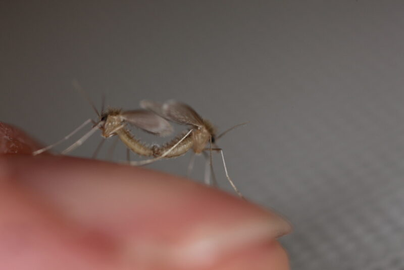 Phlebotomus mascittii bei der Kopulation 2