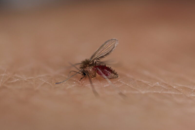 Sandmucke saugt am Menschen Blut 7