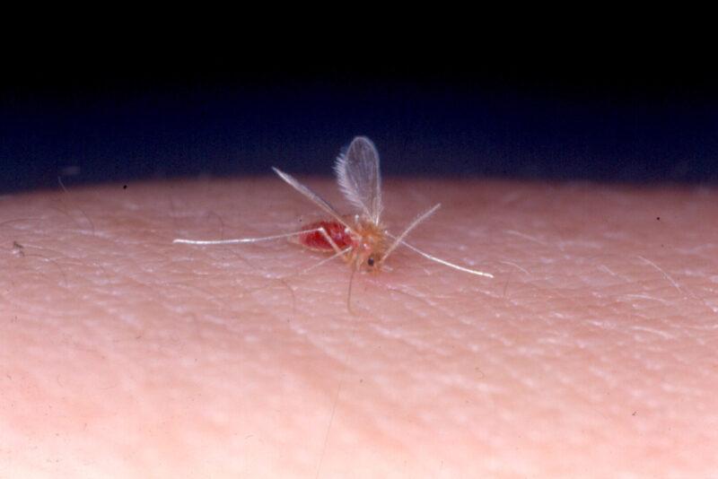 Phlebotomus mascittii saugt am Menschen Blut