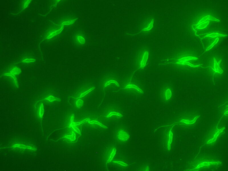 Leishmania infantum Immunfluoreszenz